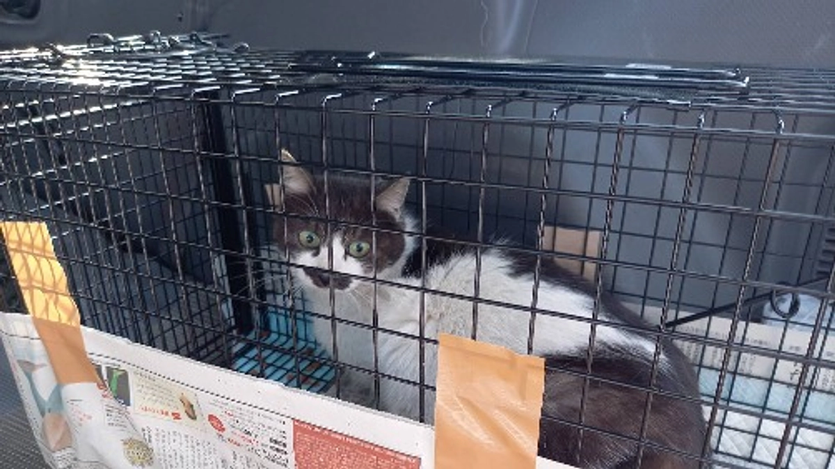 今日までで11匹に