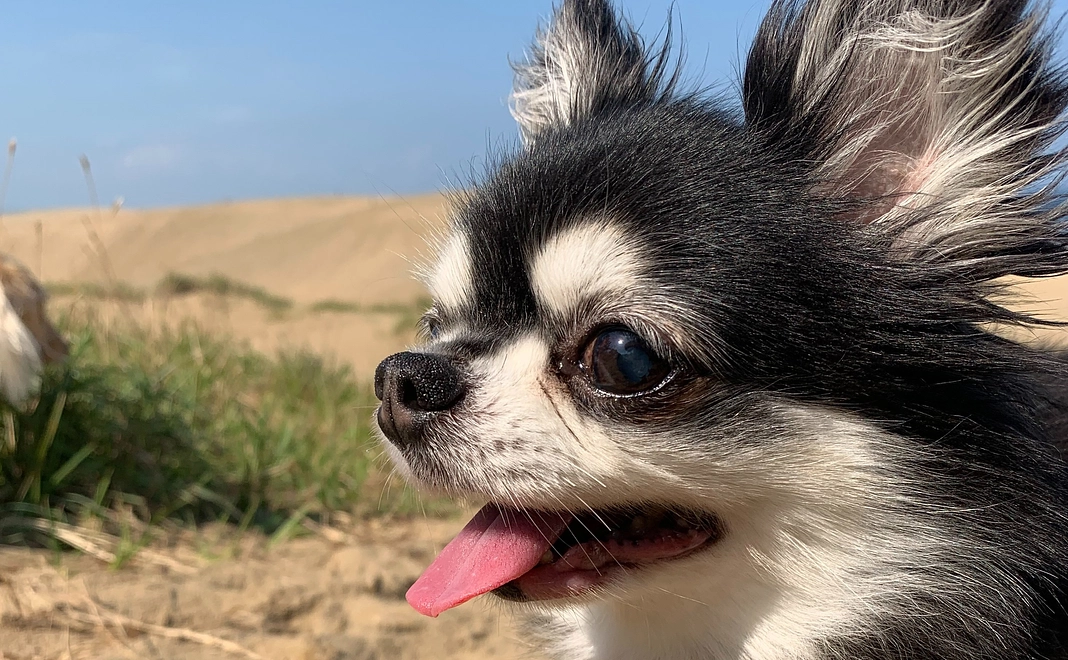 プッチを応援！2000