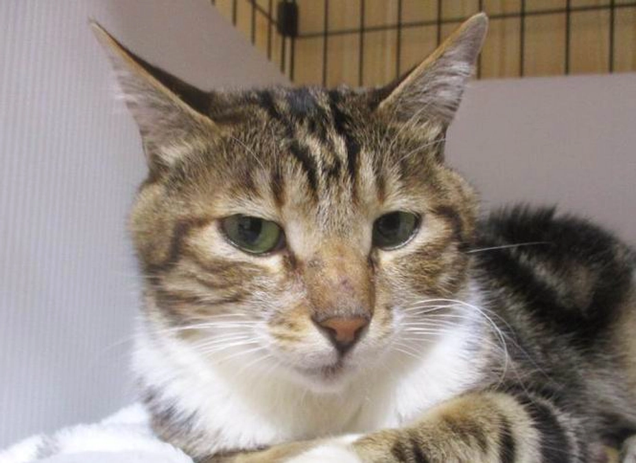 ショコラくんのこと