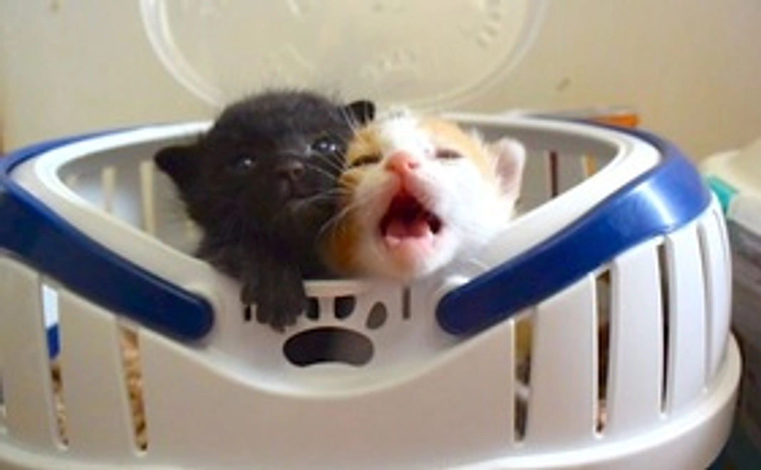 写真付きサンクスメール送付！