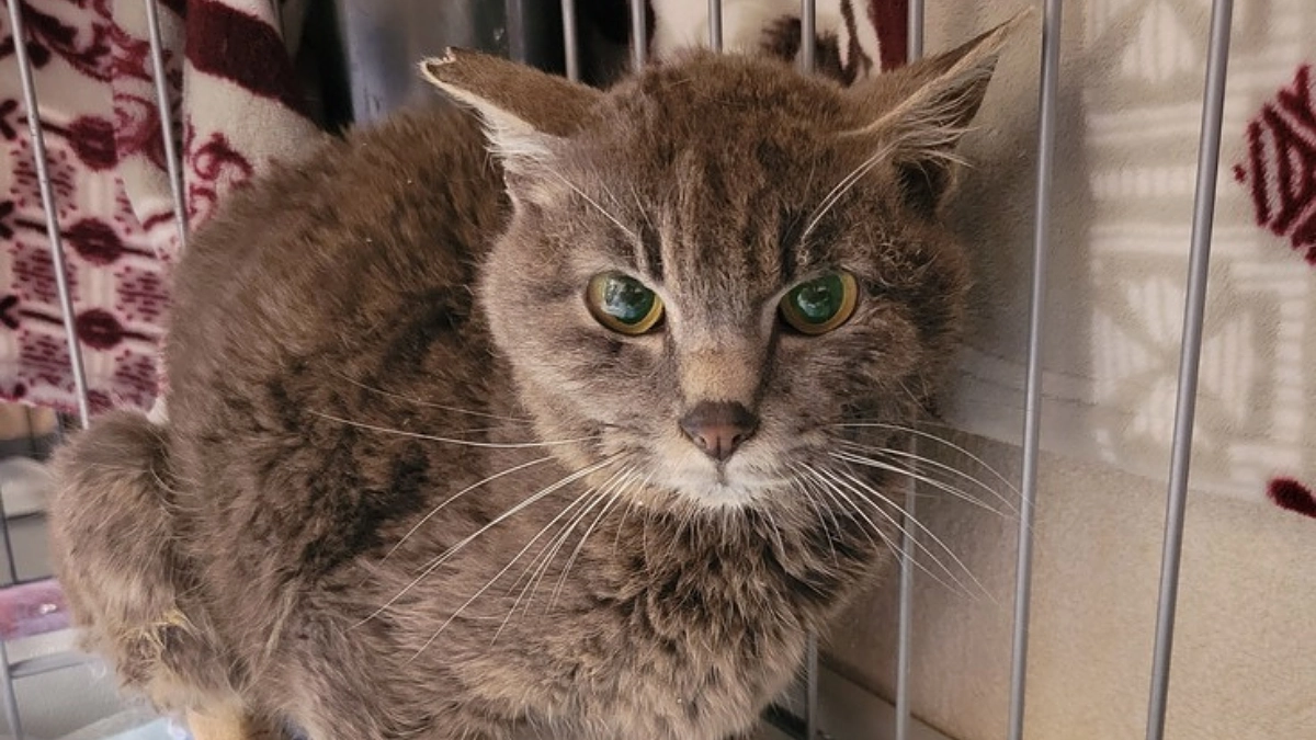 TNR活動の様子／負傷猫についてお伝えします。