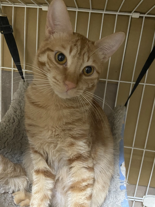 シナモン　FIP投薬中42/84日！