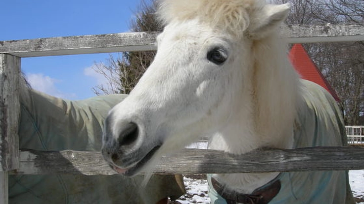 心のケアを支えるおばあちゃんポニーの負担を減らしてあげたい！