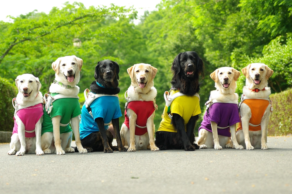 クラウドファンディング始めました