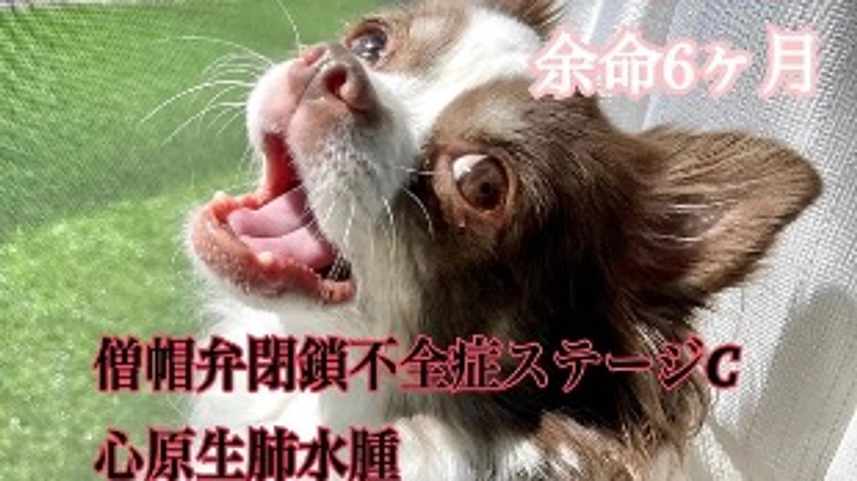 本日より、クラウドファンディングを開始させていただきました。