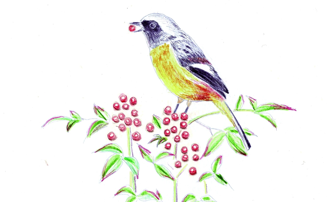 感謝のメール、待ち受け画像、ZINEとアニメーションクレジット記載