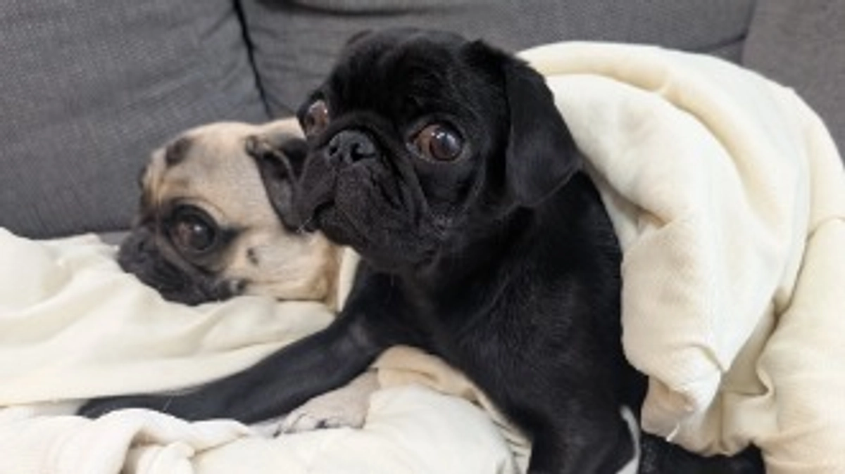 進捗報告です🐶