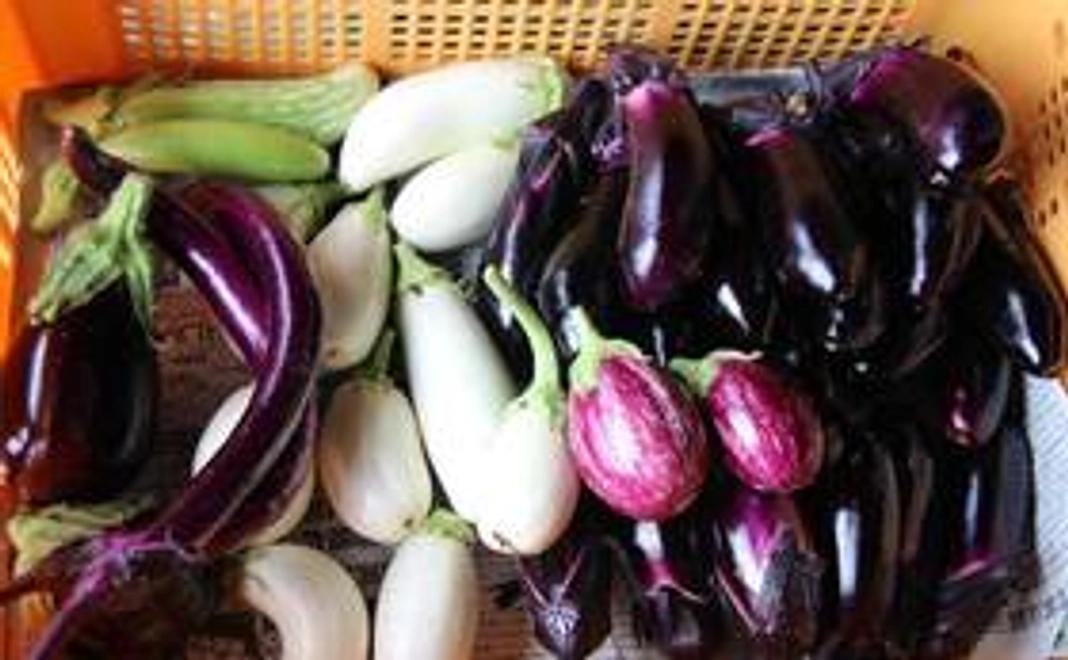 一押し！旬野菜の詰め合わせBOX