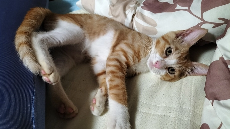 遺された生命を守りたい!!