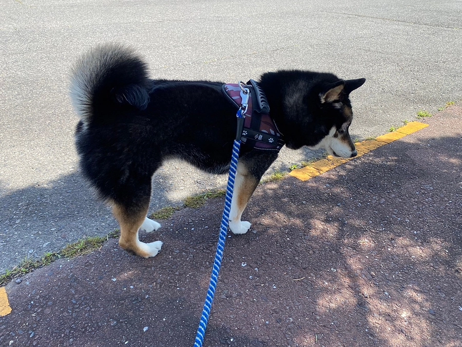 体重がちょっと増量