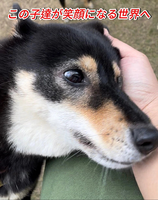 遂に！きな子が明日！