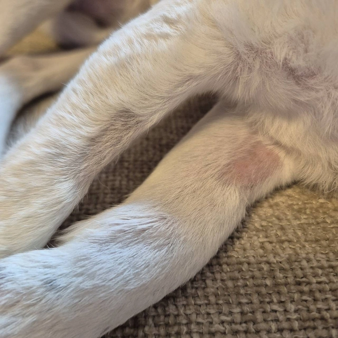 ニコちゃんの治療