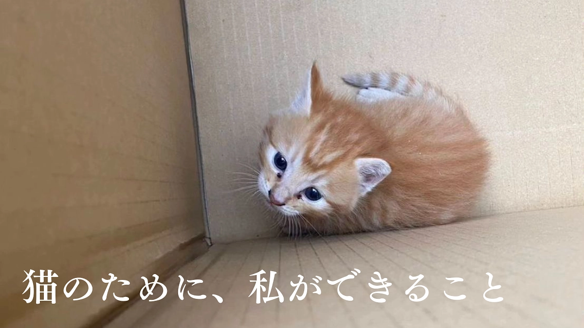 猫のために、私ができること
