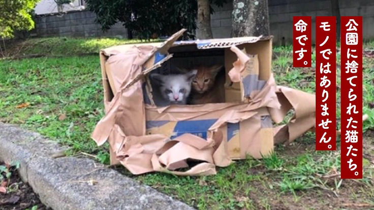 愛知県東三河で558匹の猫たちの命を守り続けるために。