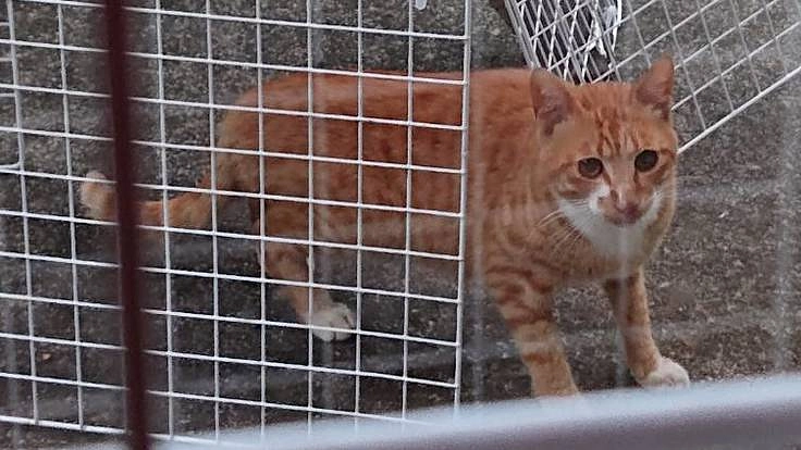 保護猫ワクチン、野良猫保護