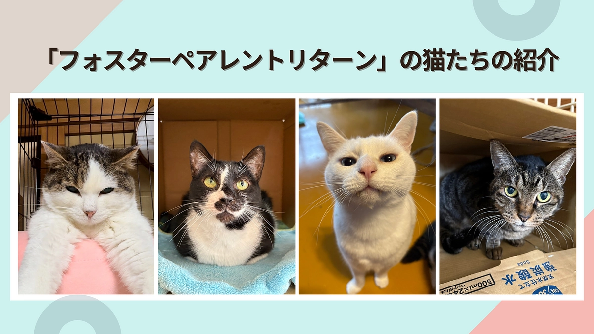 【フォスターペアレントになる権利】リターンの猫たちの紹介