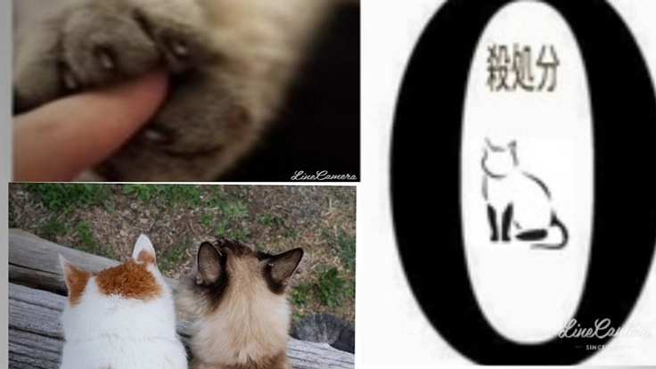 命を繋ぐ活動から生きる希望を！保護部屋と避妊去勢費用プロジェクト