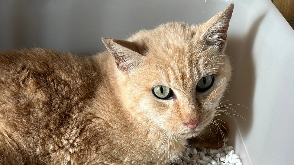 【残り14日！あと45万円で達成】一番最初に保護したかった七之助。3年越しの約束を果たしシェルターへ