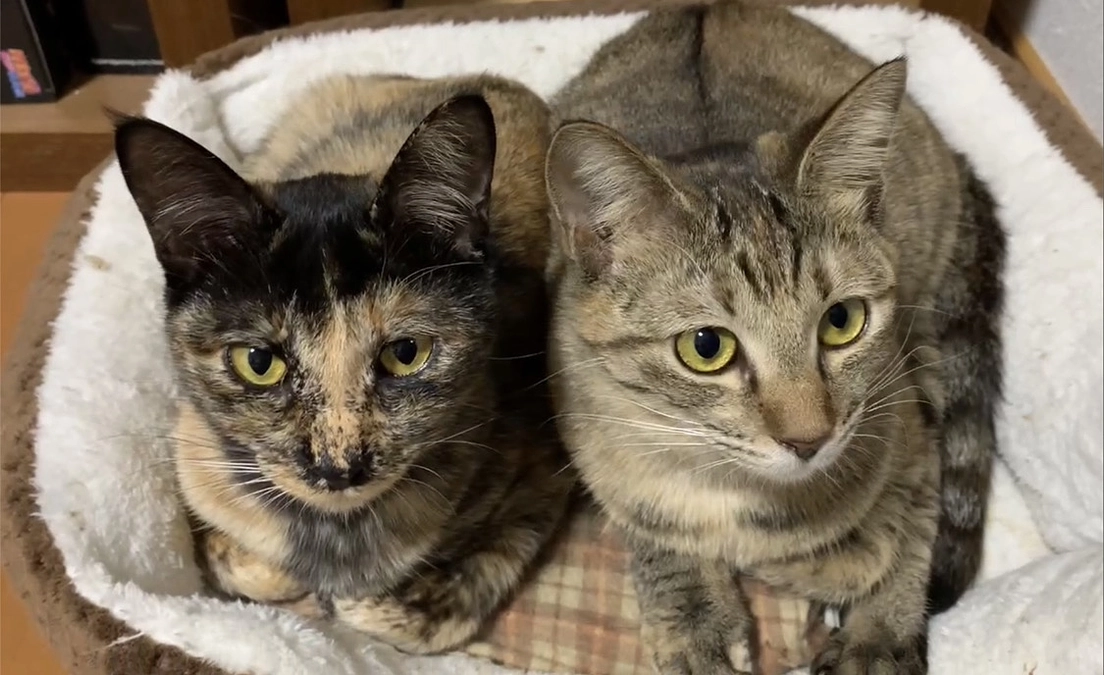 サビちゃん、キジちゃん　２匹一緒にトライアルが決定しましたー！！