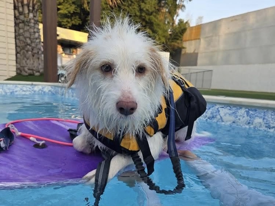 里親さまからのメッセージ　夏陽のご家族より