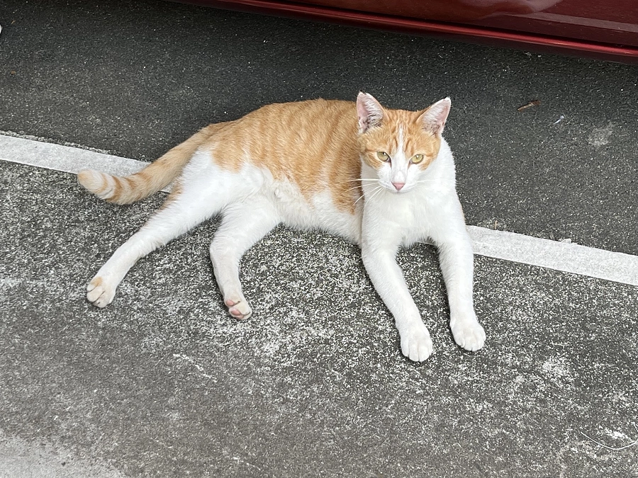 【活動報告】クラウドファンティングあと13日となりました💦