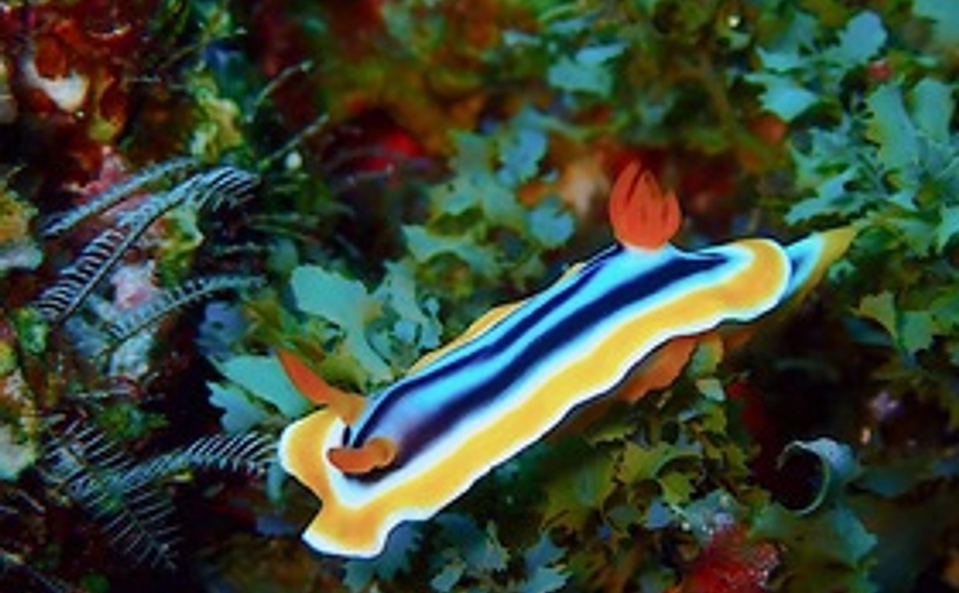 一緒に海を守りたい！海洋ゴミ削減【ウミウシ】