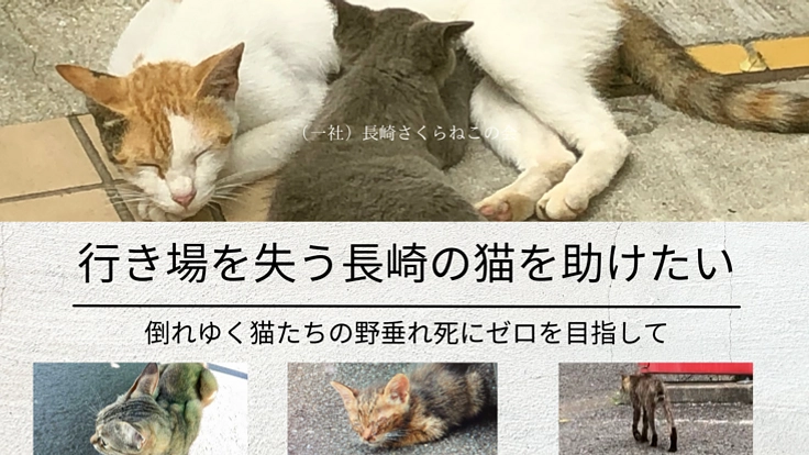 行き場を失う長崎の猫たちを助けたい（山野順子（一社）長崎さくらね