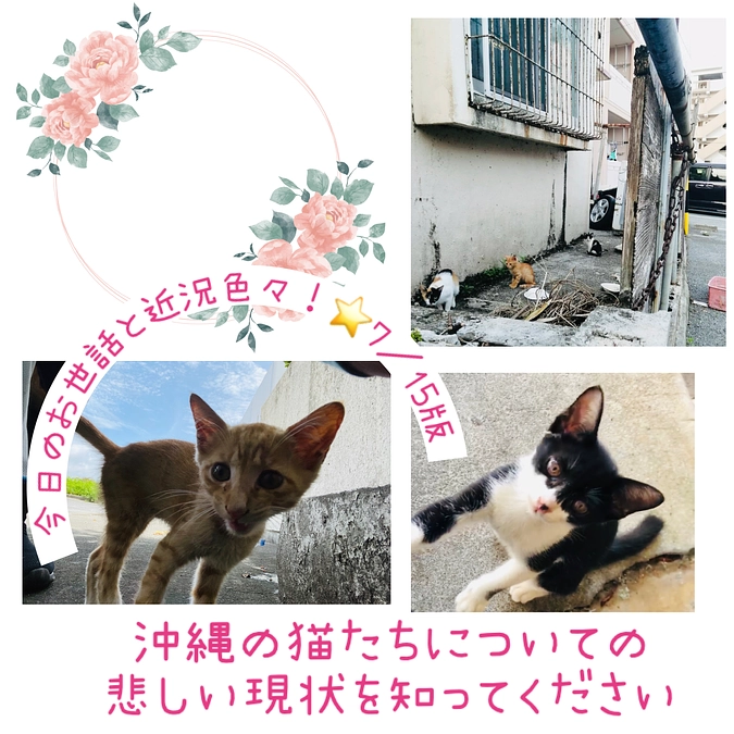 沖縄の猫たちについての悲しい現状を知ってください