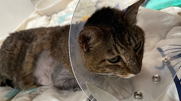 ひき逃げにあった地域猫の治療費御支援お願いします。 のトップ画像