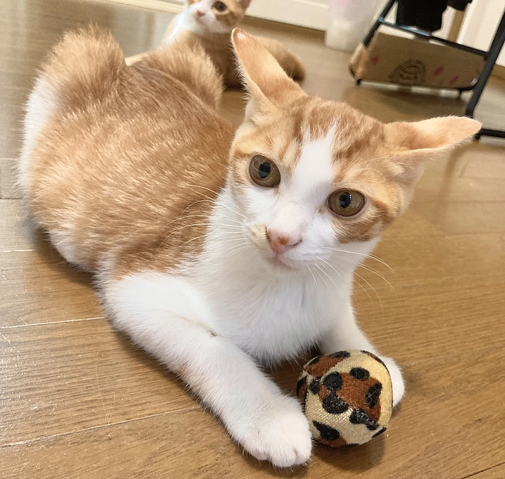 これまでのわかもれの様子について