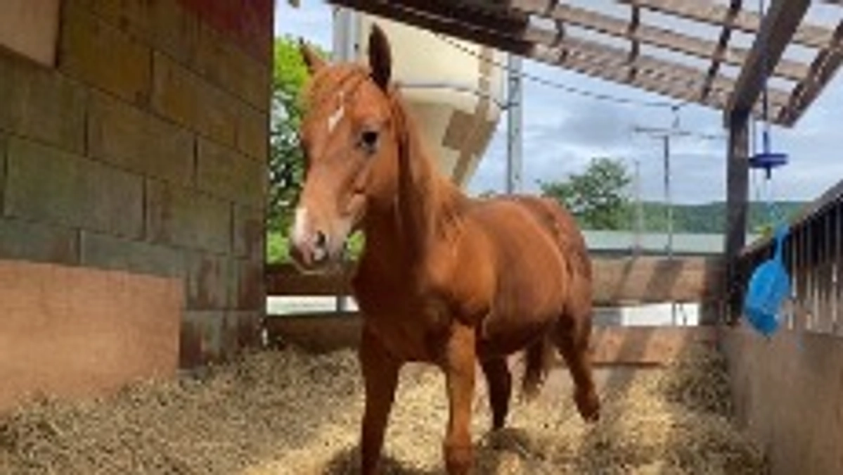 今日のライナーの様子