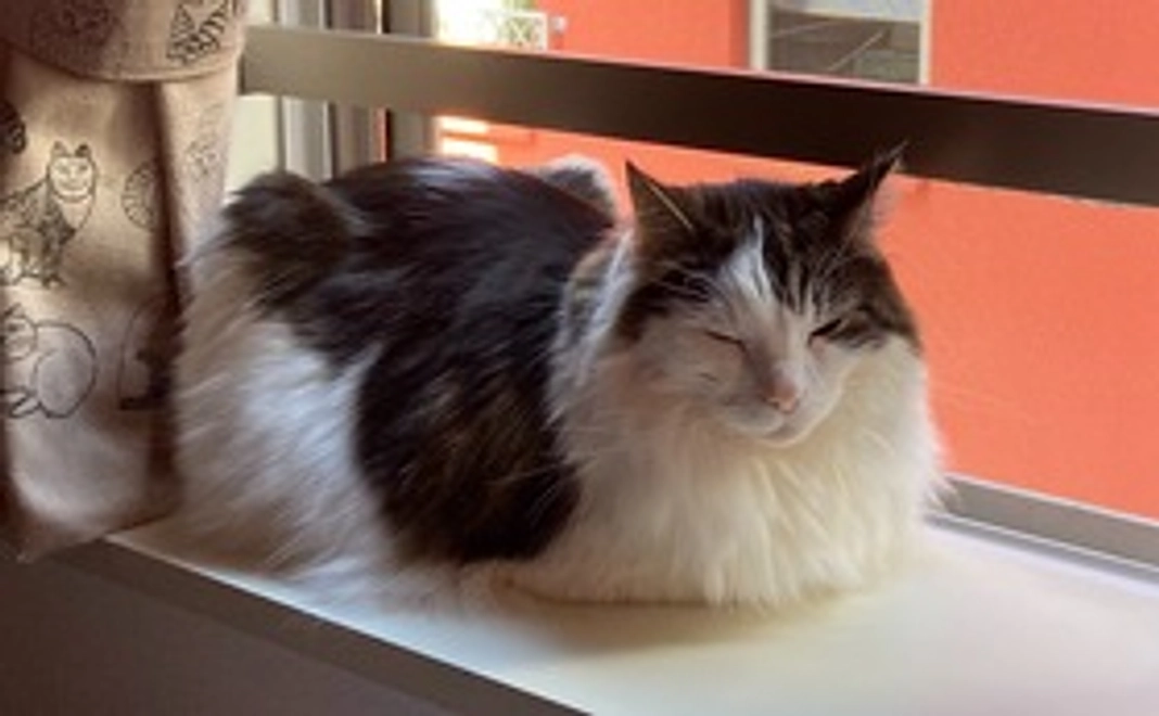 がんばれくろーねコース