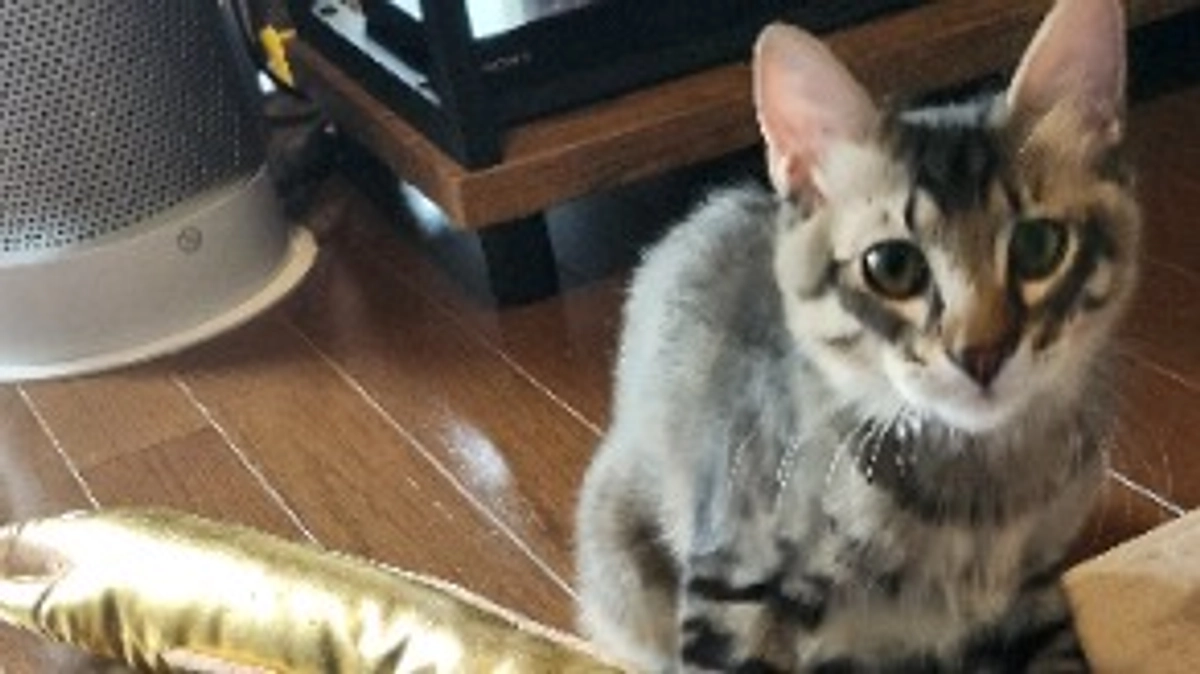 本日で投薬終了(11/18)