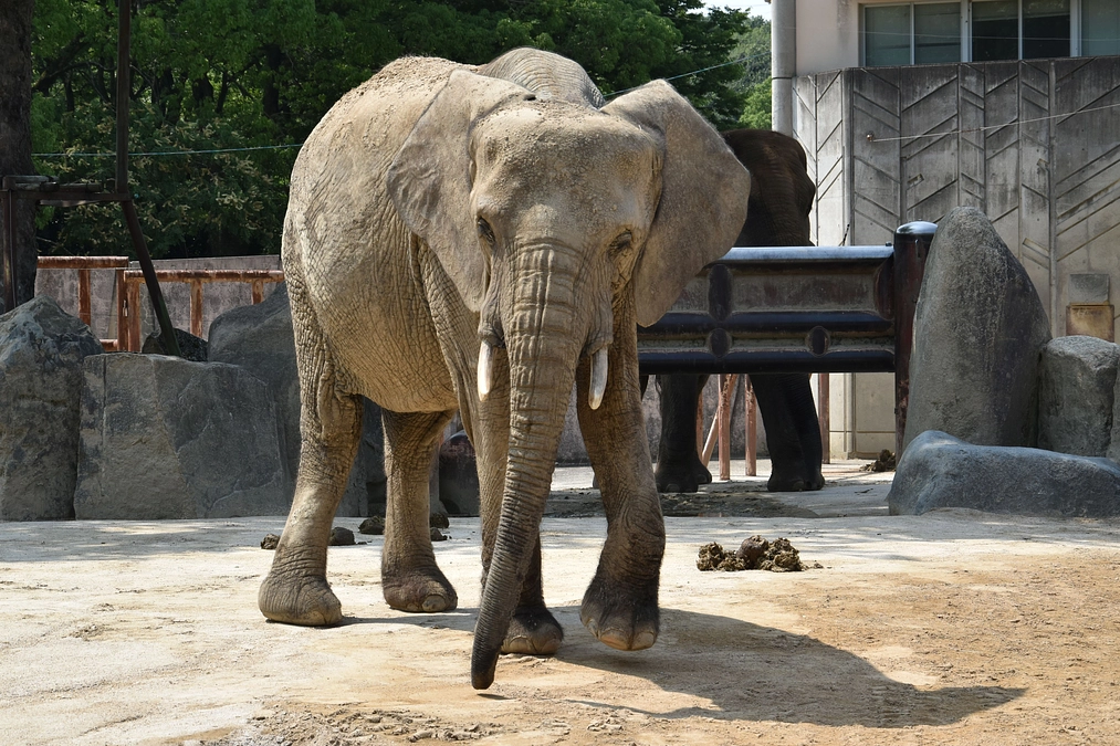【ご報告】ゾウ用ミルクと哺乳瓶が納品されました