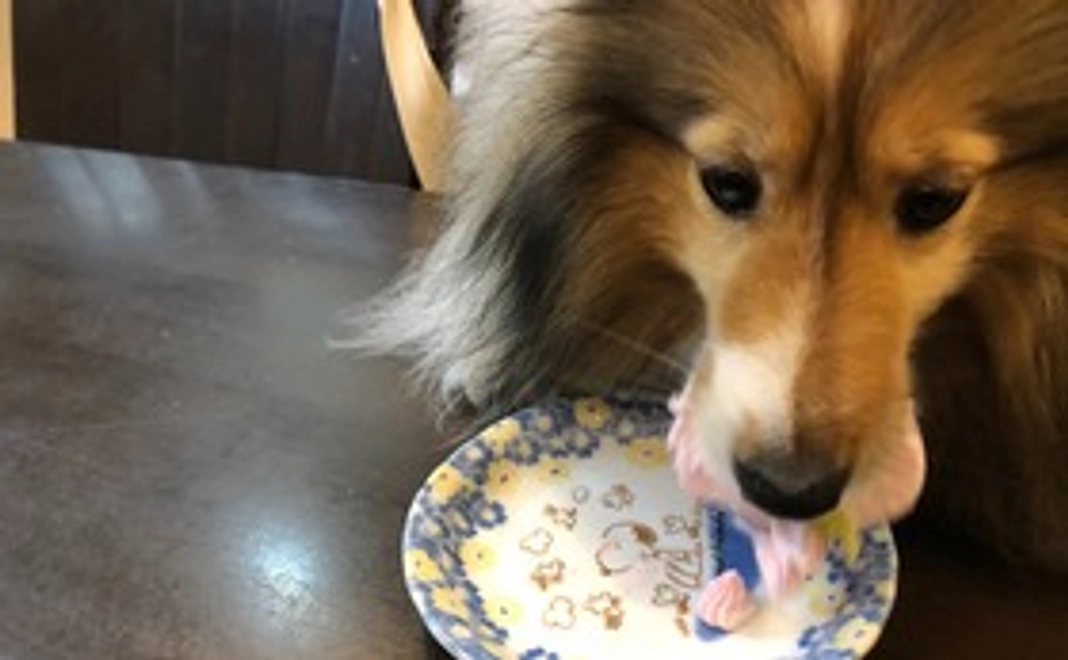 全力応援コ－ス②