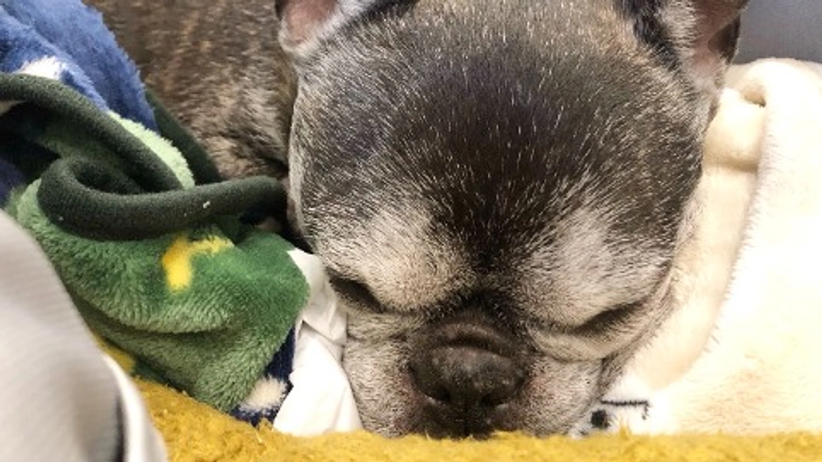 抗がん剤治療の延期についてと、抗てんかん薬の減薬