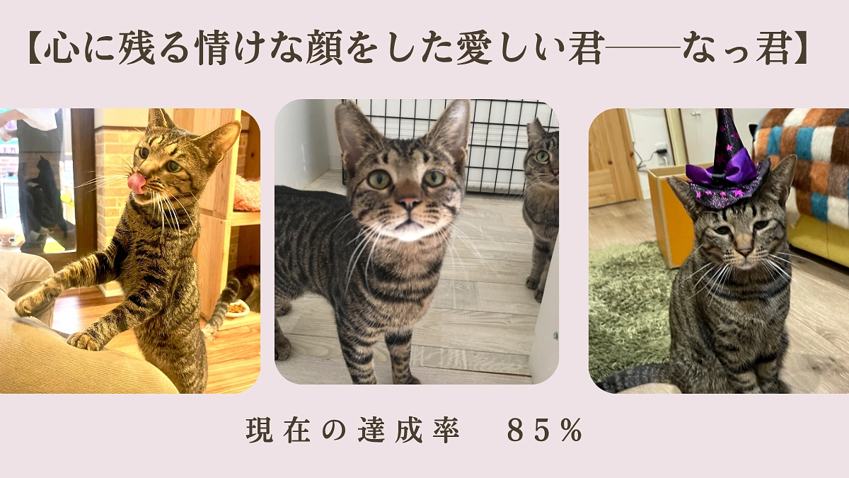 【心に残る情けな顔をした愛しい君──なっ君】本日の達成率85%皆様のお陰です！