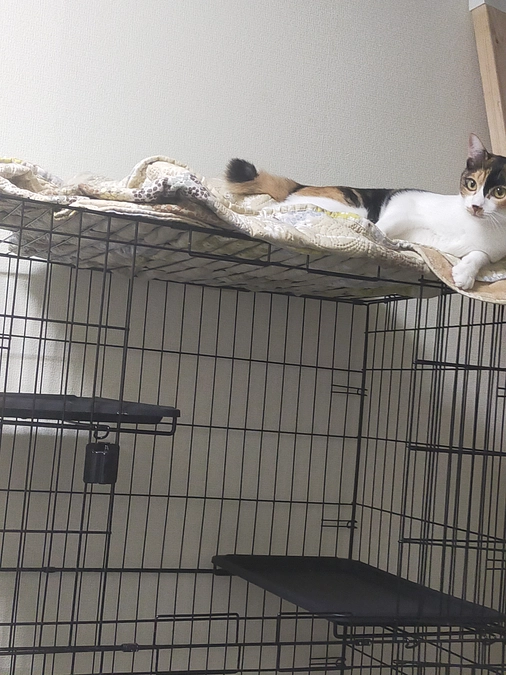 新シェルターの移設無事に終了しました。