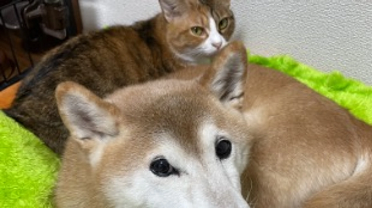 入金されました。