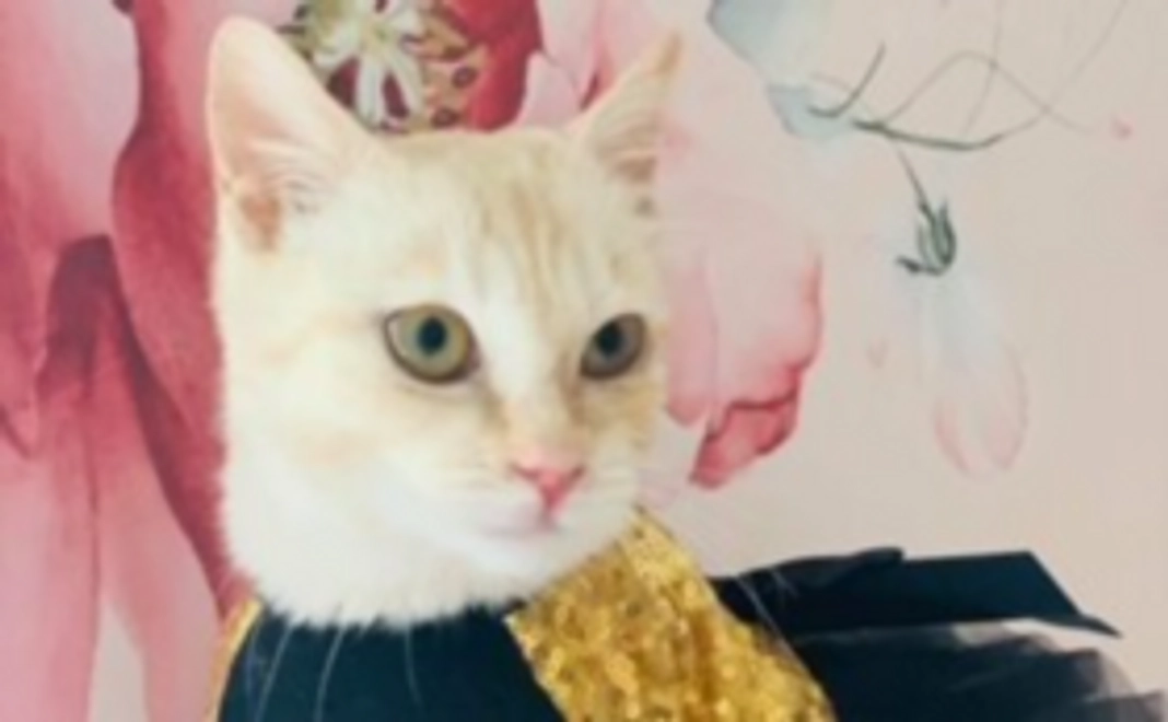 シャディ保護猫ハウスを全力で応援！