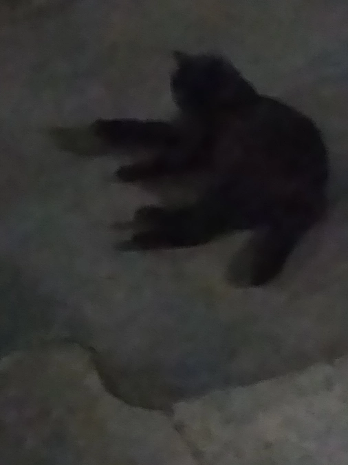 ようやくご飯食べれた茶太郎…