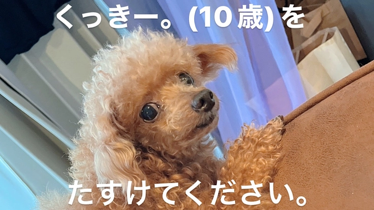 くっきー。を救ってください。