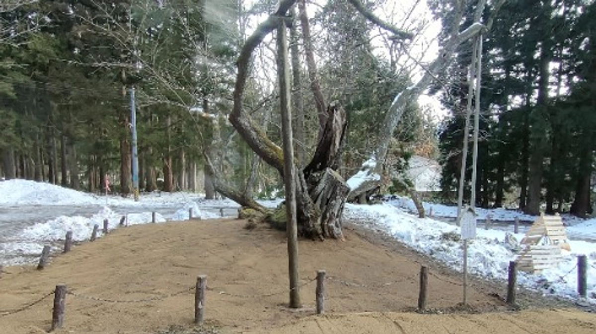 樹勢回復工事終わりました