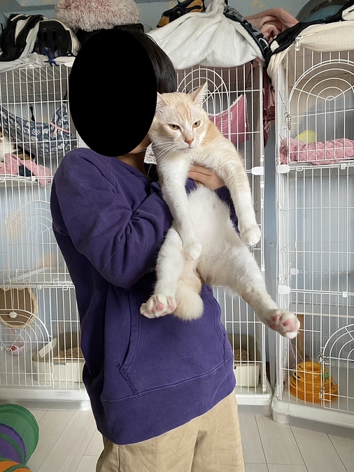 きなこの譲渡会