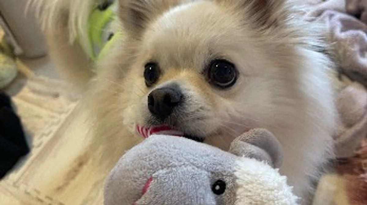 🆘残り51時間🆘