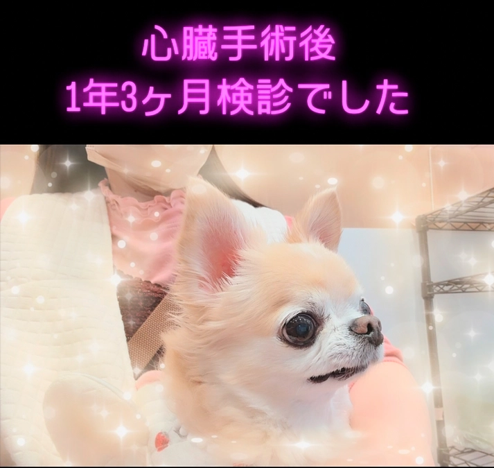 心臓手術後 1年3ヶ月検診でした