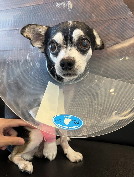 手術、無事成功しました✨