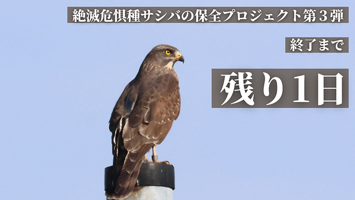 【残り1日】部連①とコテツの行方
