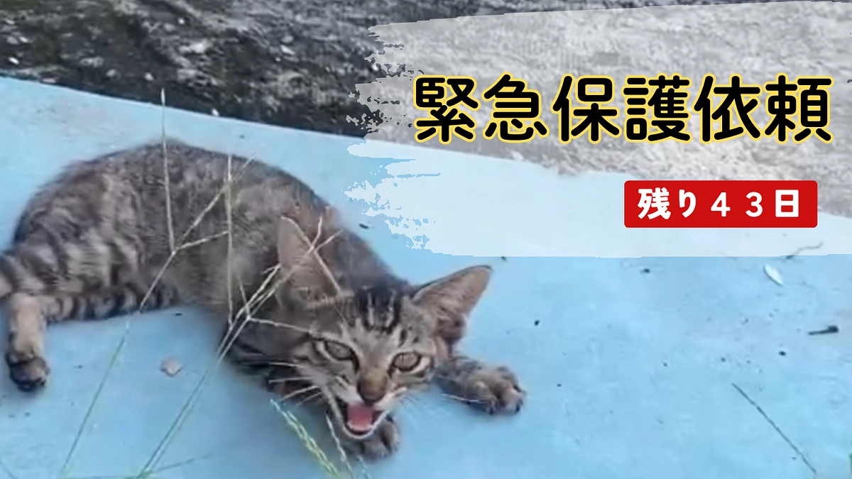 助けを待つ命が次々と…支援をお願いします