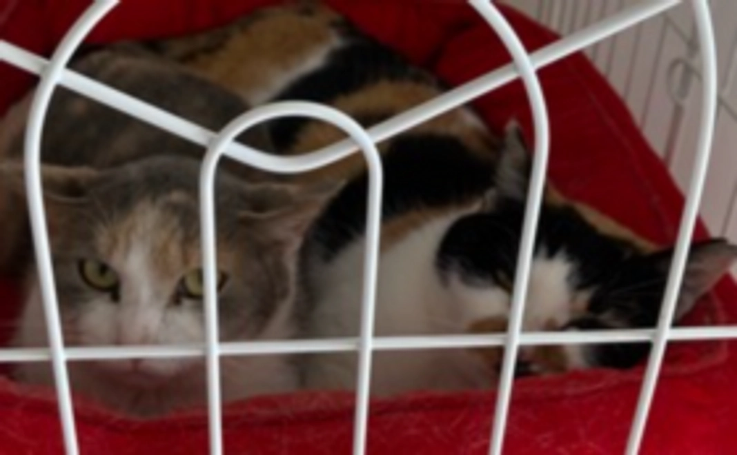 【定期サポート】5,000円コース